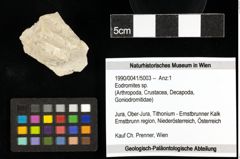 Foto (Objekt + Etiketten) von Eodromites sp. 